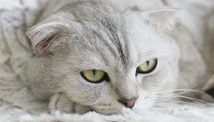 探索草莓视频w在线看的清新数字魅力
